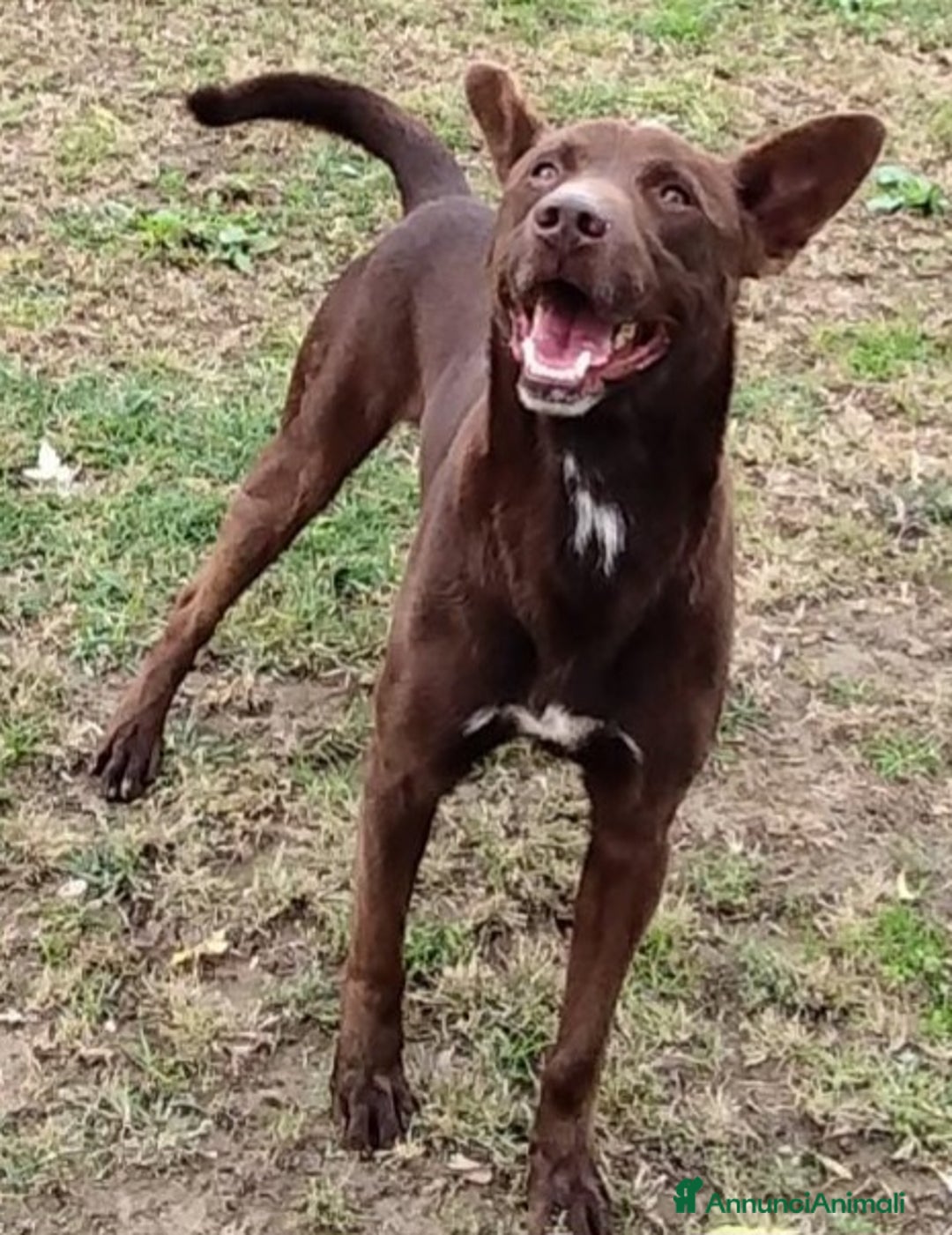 Meticcio cani in regalo: Aron cerca casa  a Provincia di Pavia - Annuncio 2