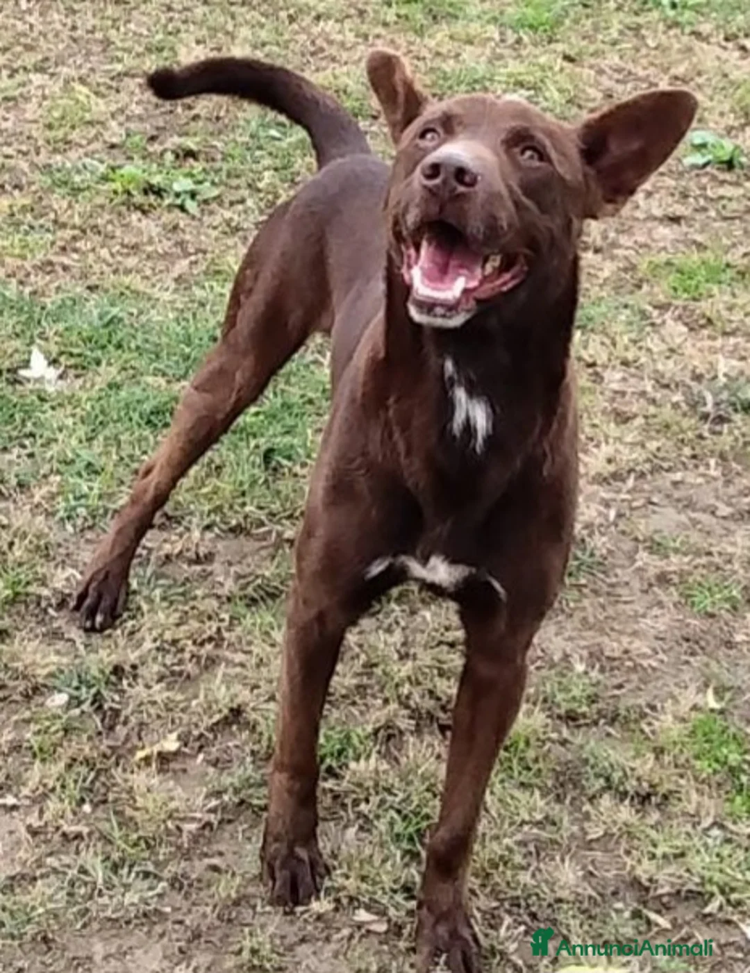 Meticcio cani in regalo: Aron cerca casa  a Provincia di Pavia - Annuncio 2
