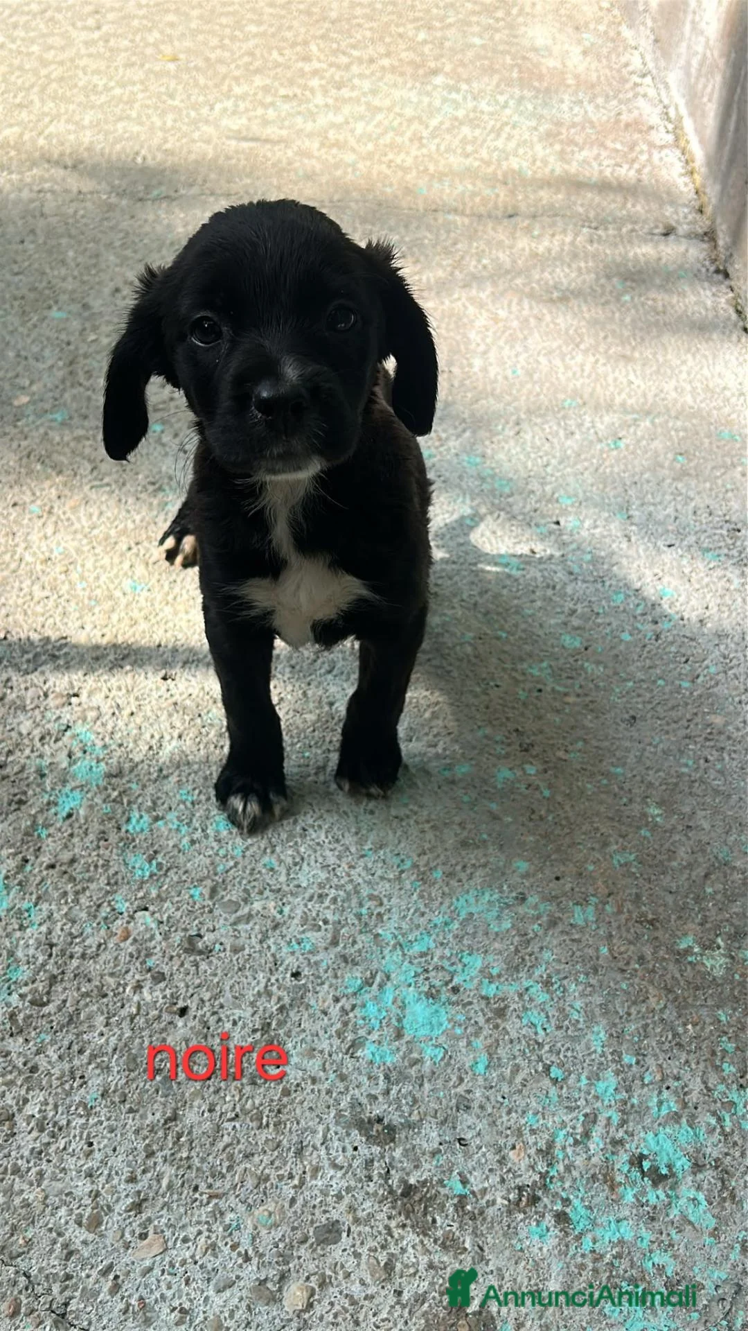 Meticcio cani in regalo: Cuccioli di taglia media piccola  - Annuncio 6