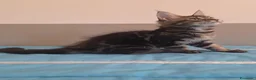 Maine Coon gatti in vendita: Litter G Dolci Fusa - Annuncio 13