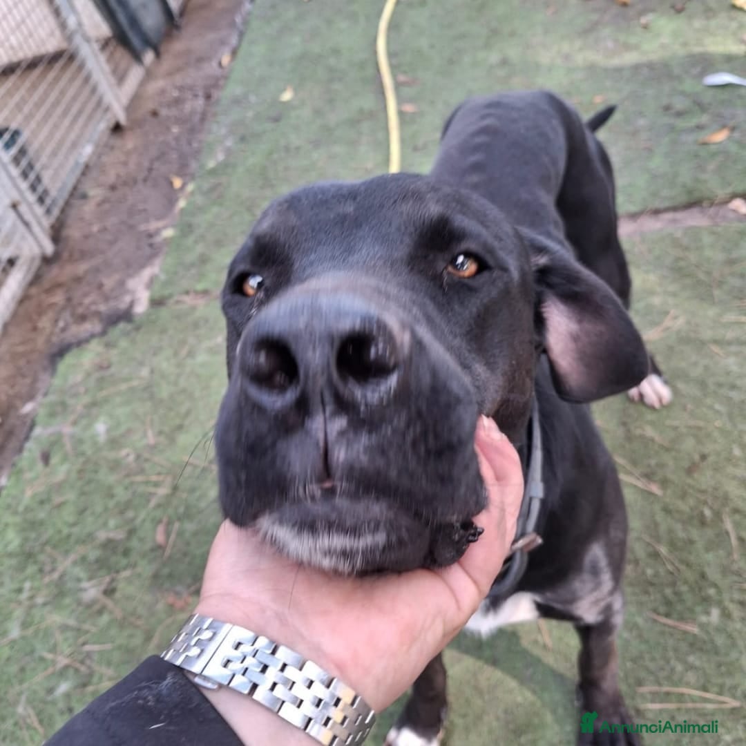 Meticcio cani in regalo: BENNY 💙 - perché nessuno chiama per me? 😢🥺 - Annuncio 4