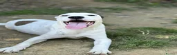 Dogo Argentino cani in regalo: BALINA, cucciola mix DOGO ARGENTINO. Tenerissima!! - Annuncio 4