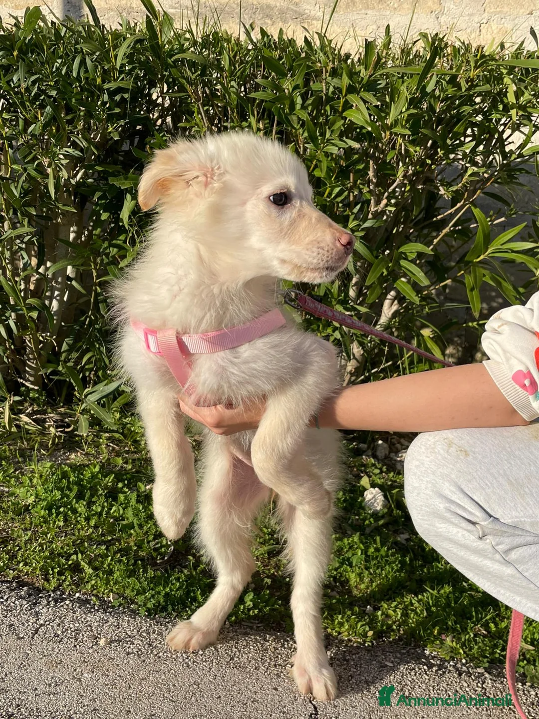 Meticcio cani in regalo: Ninfa, la cucciola rimasta sola - Annuncio 4