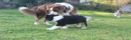 Australian Shepherd cani in vendita: Australian Shepherd pastore Australiano maschio - Annuncio 10