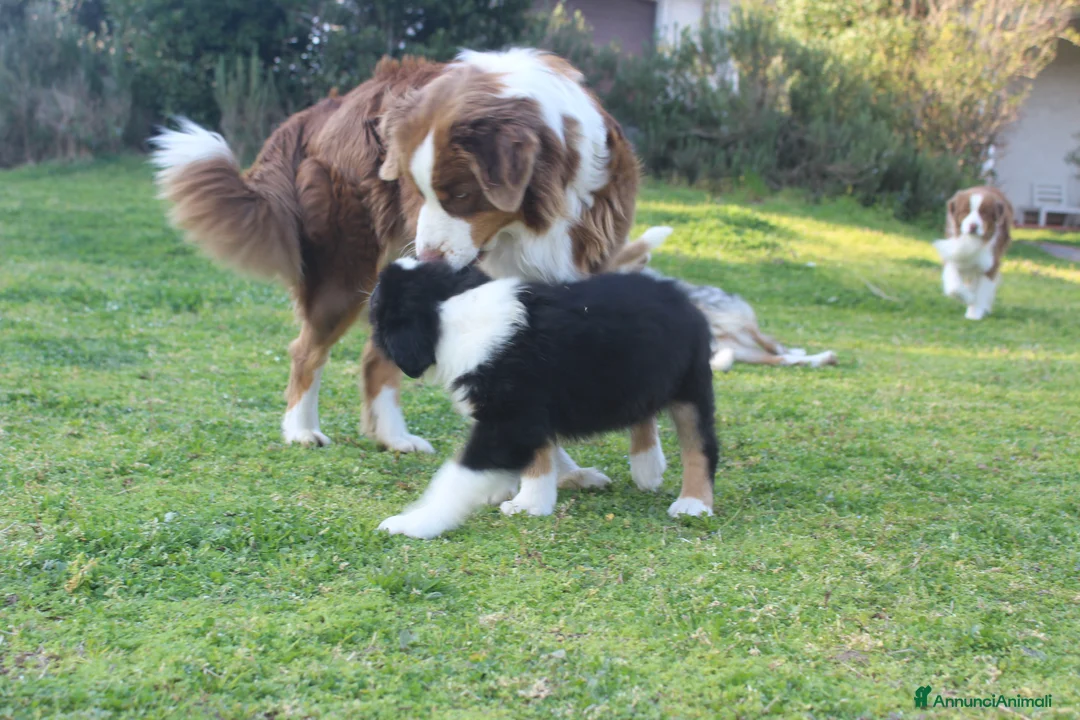 Australian Shepherd cani in vendita: Australian Shepherd pastore Australiano maschio - Annuncio 10