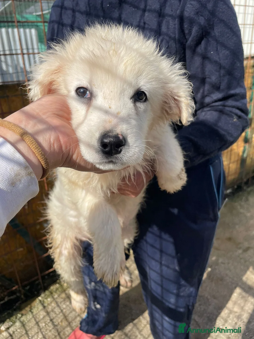 Meticcio cani in regalo: LA TENERISSIMA RUNETTA - Annuncio 1