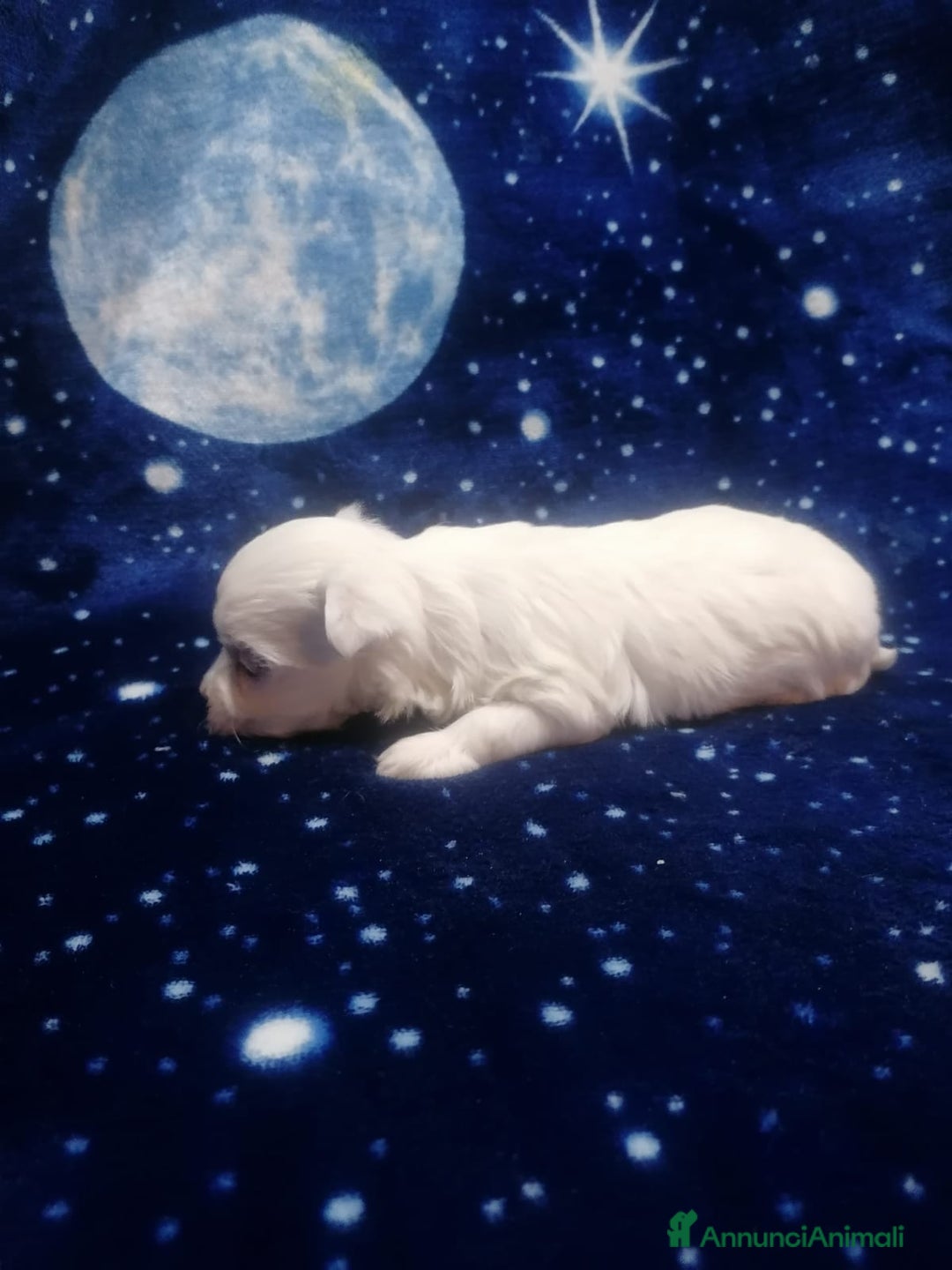 Maltese cani in vendita: Maltese cuccioli - Annuncio 4
