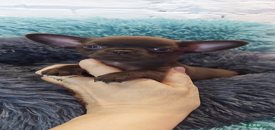 Immagine della galleria {{count}}