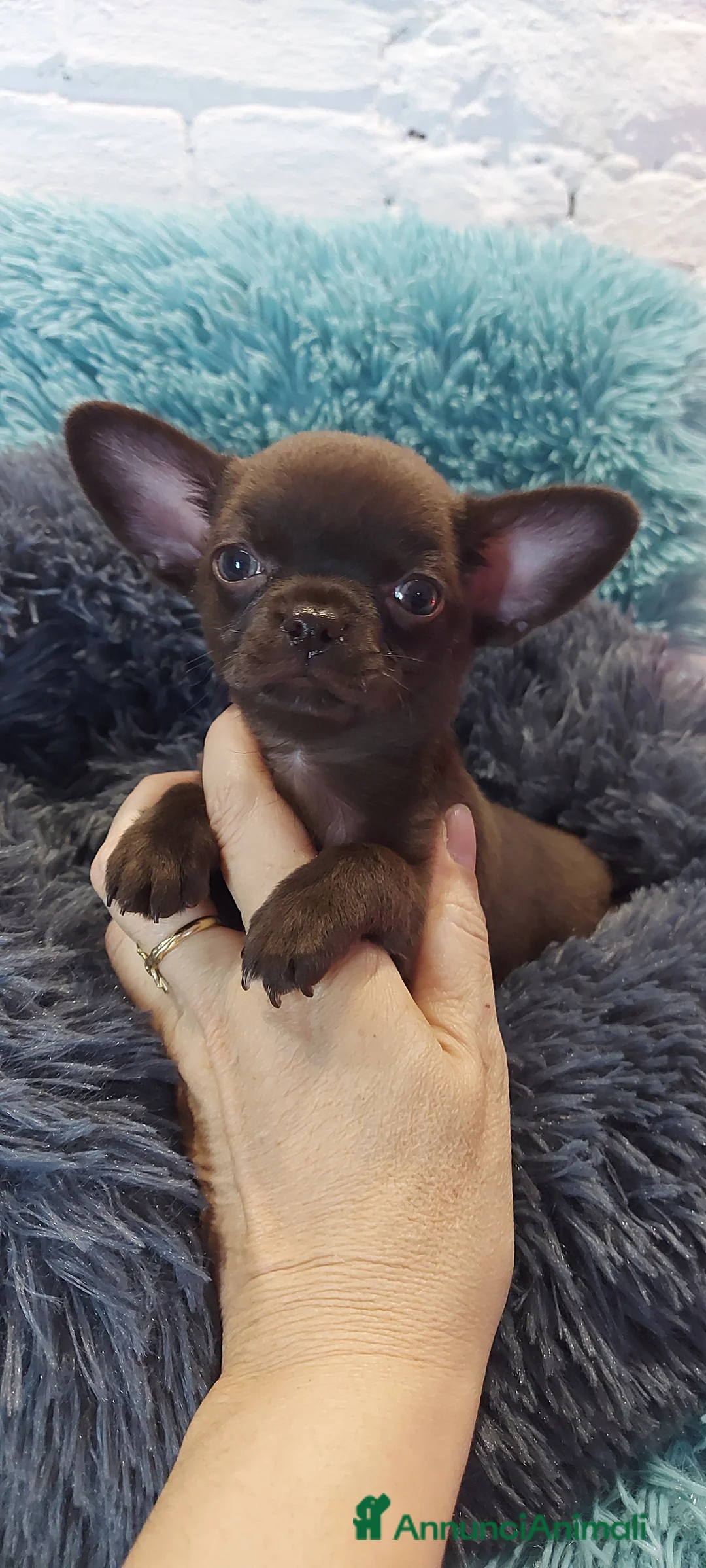 Immagine della galleria {{count}}