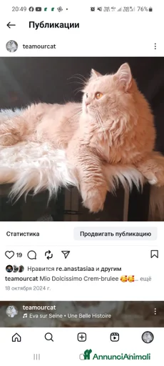 Immagine della galleria {{count}}