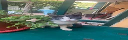 Europeo gatti in regalo: Milly e Molly cercano casa! - Annuncio 2