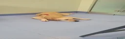 Golden Retriever cani in regalo: Splendido Golden Retreiver - CASPER - Annuncio 11