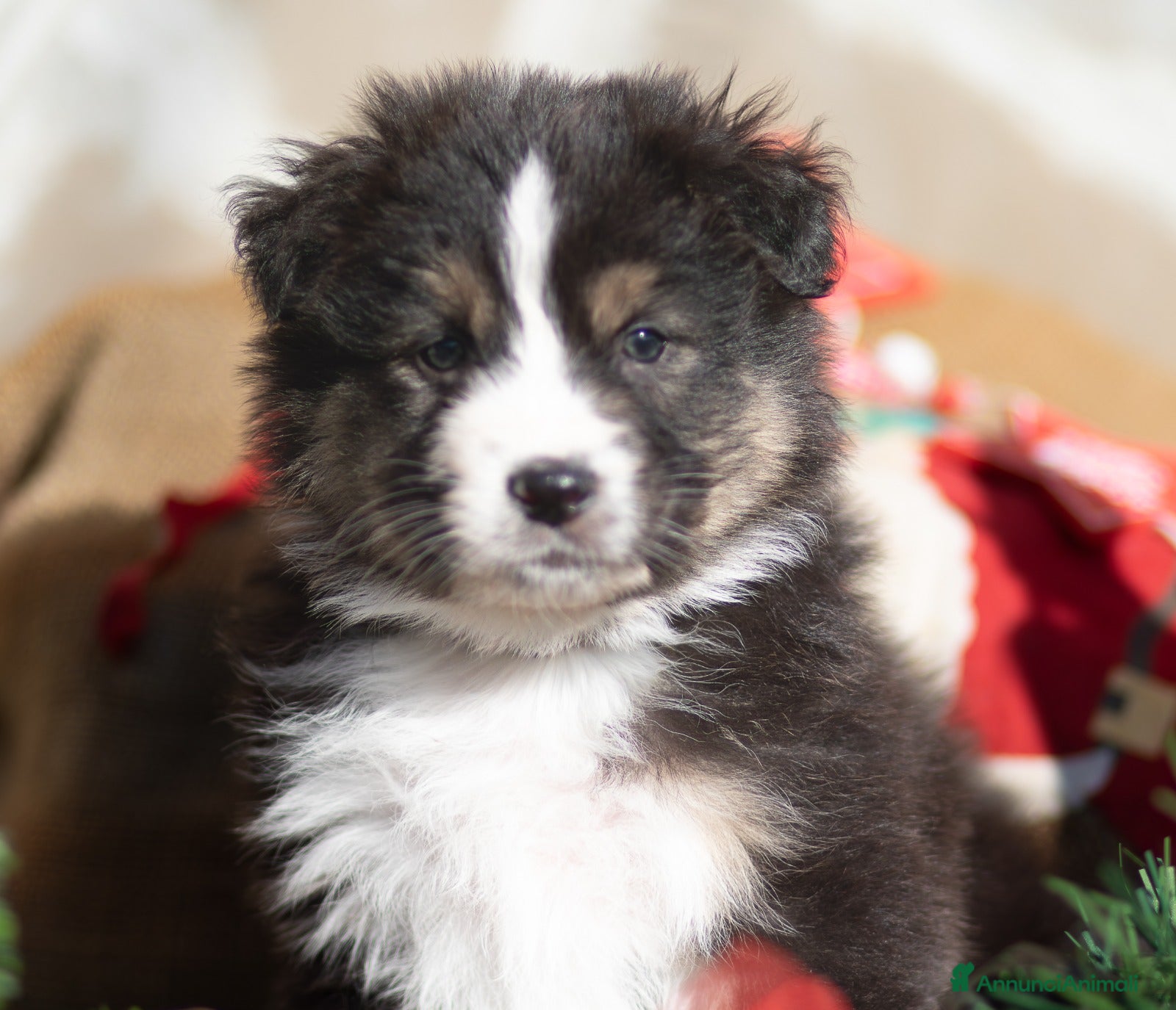 Australian Shepherd cani Cucciolo di Pastore australiano  - Annuncio 1
