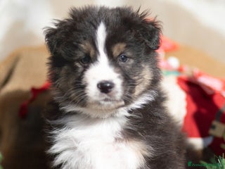 Australian Shepherd cani Cucciolo di Pastore australiano - Annuncio 1