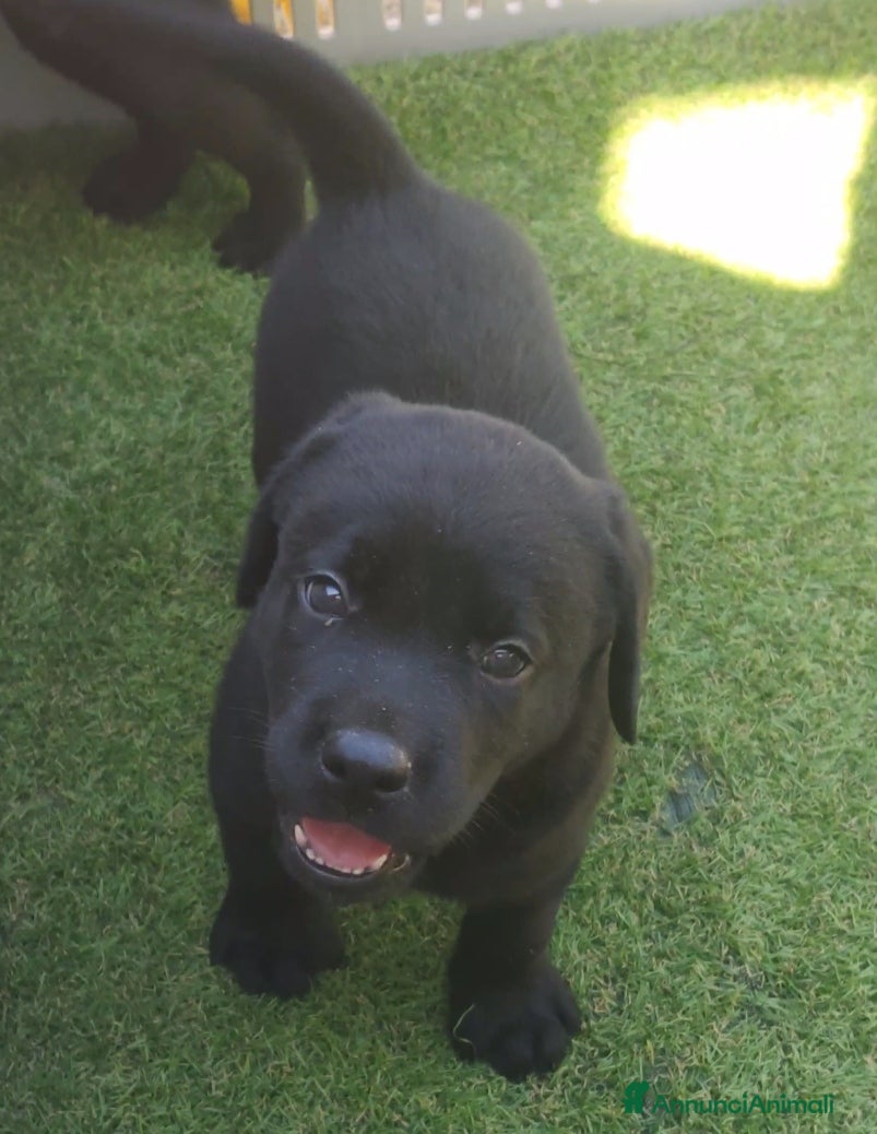 Labrador cani Labrador retriever cuccioli  - Annuncio 3