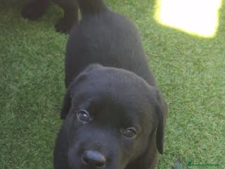 Labrador cani Labrador retriever cuccioli - Annuncio 7