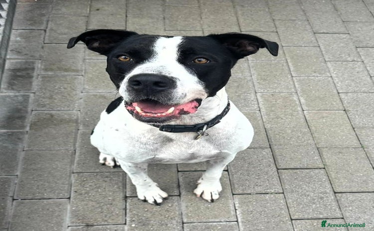 Affenpinscher cani - Annuncio 7