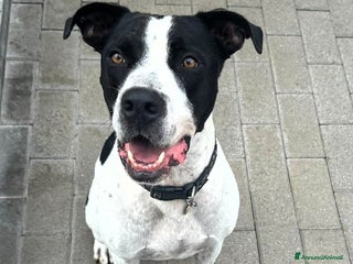 Affenpinscher cani BLACK VERO GENTILCANE - Annuncio 6