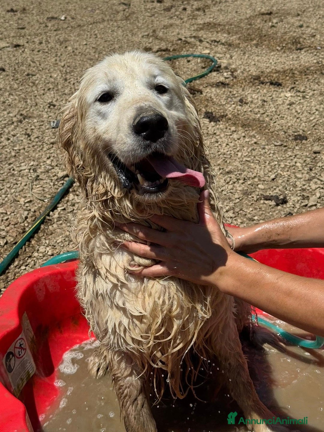 Golden Retriever cani in regalo: MARLON, magnifico mix GOLDEN RETRIEVER! - Annuncio 2