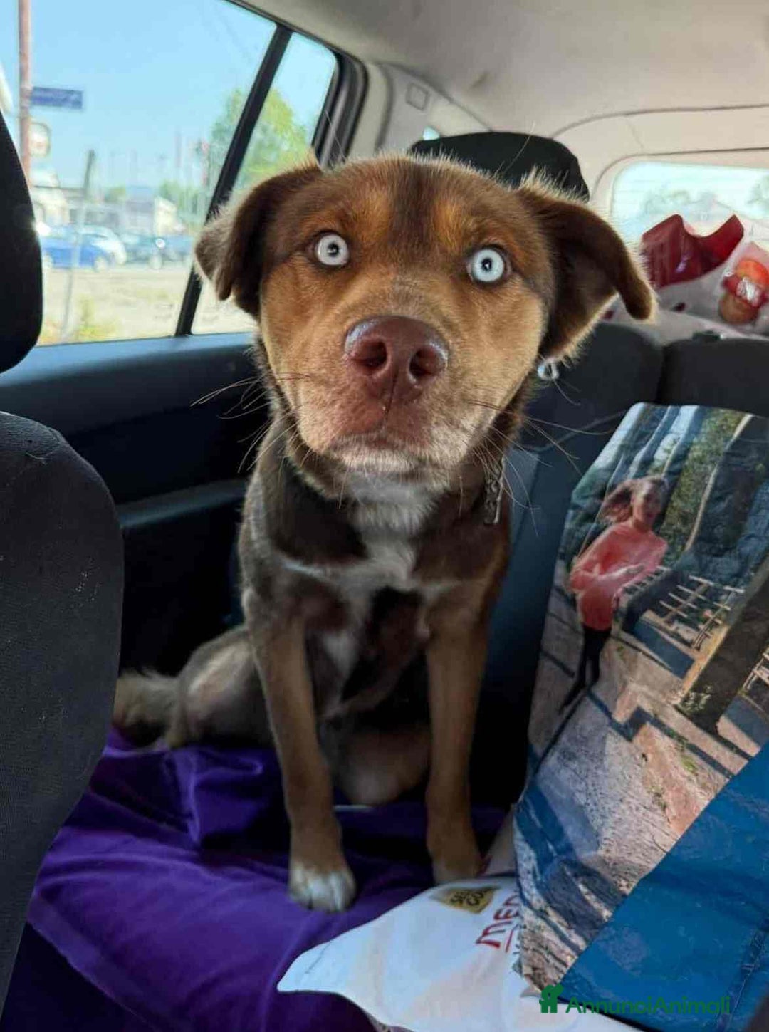 Meticcio cani in regalo: AURON, dagli occhi più belli del mondo! - Annuncio 2