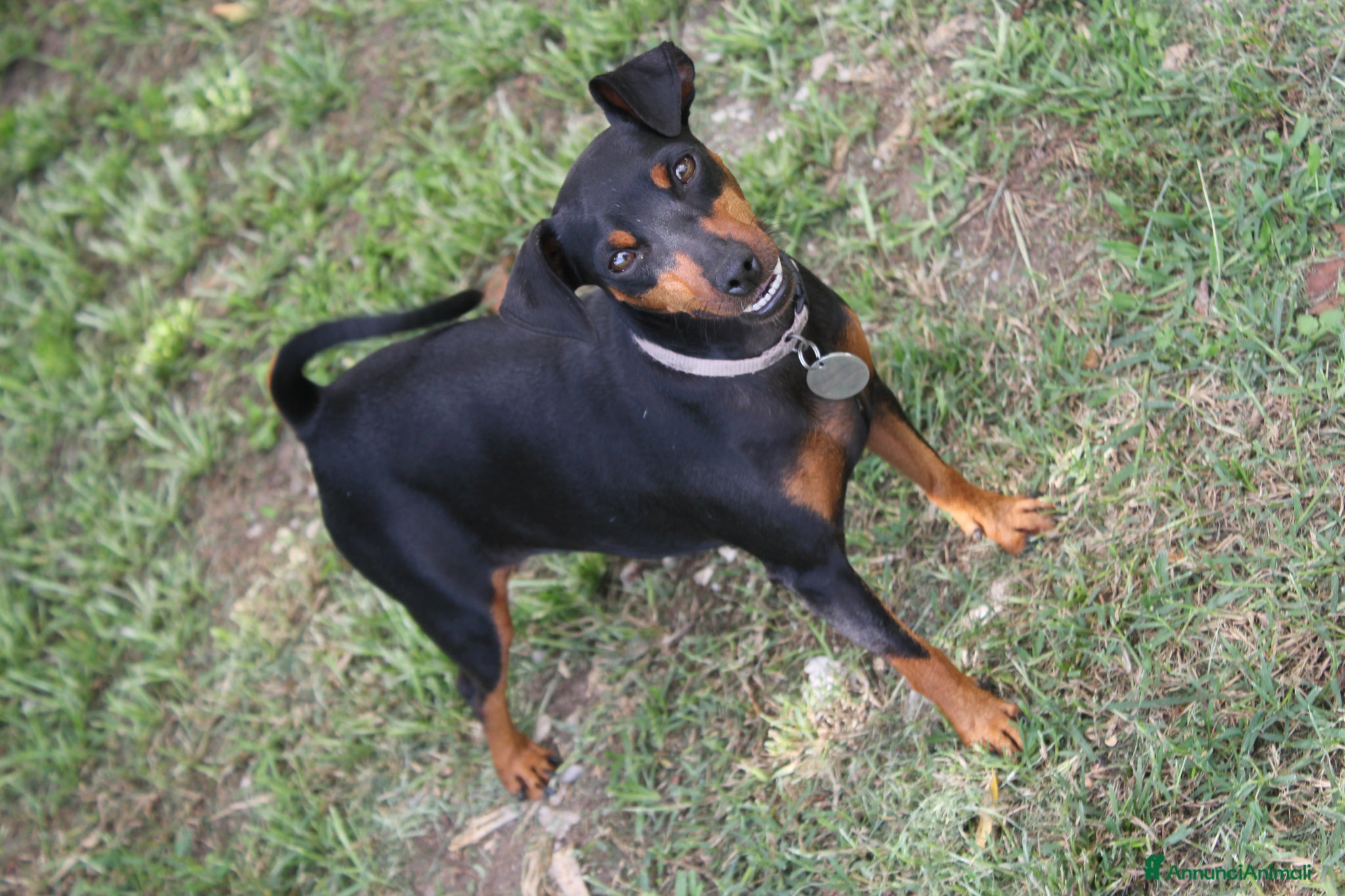 Pinscher Miniatura cani Pinscher nano  - Annuncio 1