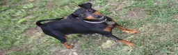 Pinscher Miniatura cani in vendita: Pinscher nano  - Annuncio 1