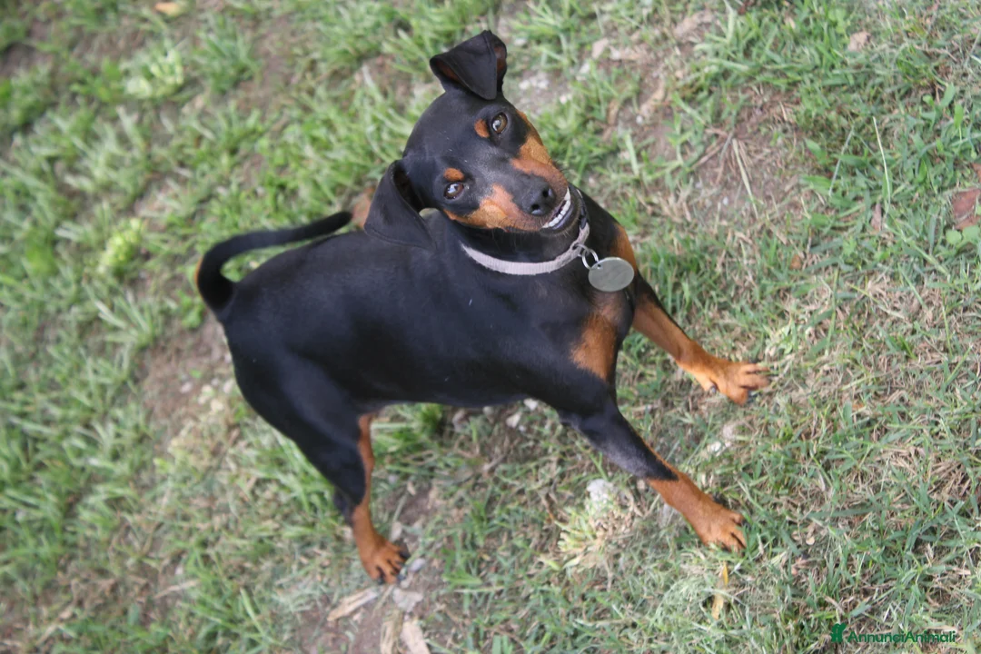 Pinscher Miniatura cani in vendita: Pinscher nano  - Annuncio 1