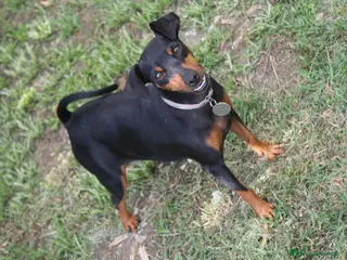 Pinscher Miniatura cani in vendita: Pinscher nano - Annuncio 2