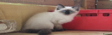 Ragdoll 2
