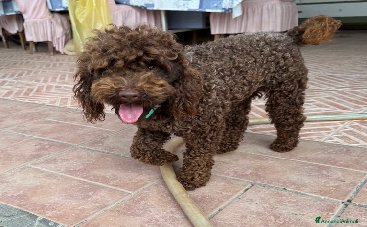 Barboncino Toy cani a Provincia di Vicenza - Annuncio 6