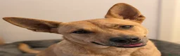 Meticcio cani in regalo: Cerco nuova famiglia per TYSON – 7 anni, IMPERIA  - Annuncio 1