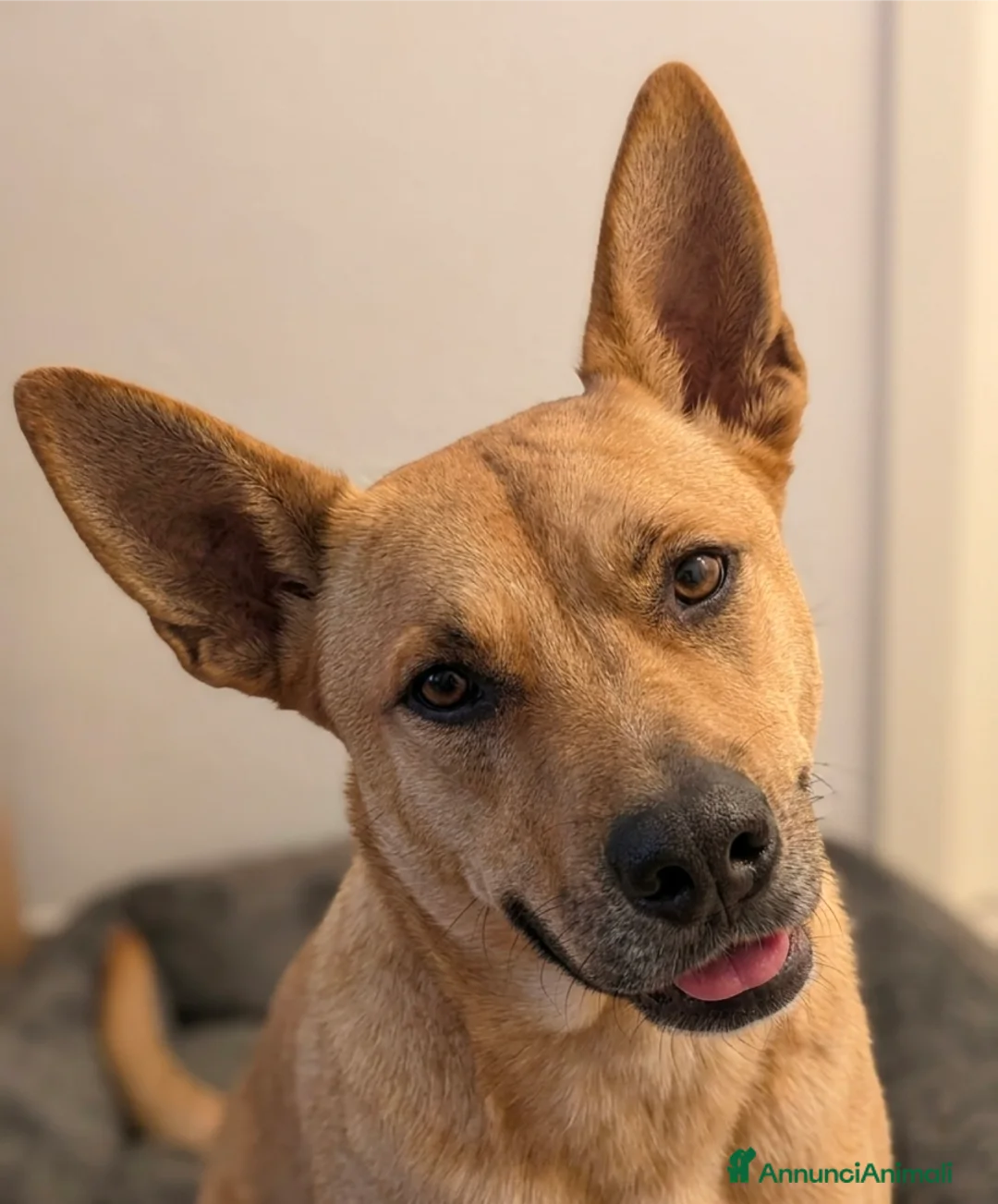 Meticcio cani in regalo: Cerco nuova famiglia per TYSON – 7 anni, IMPERIA  - Annuncio 1