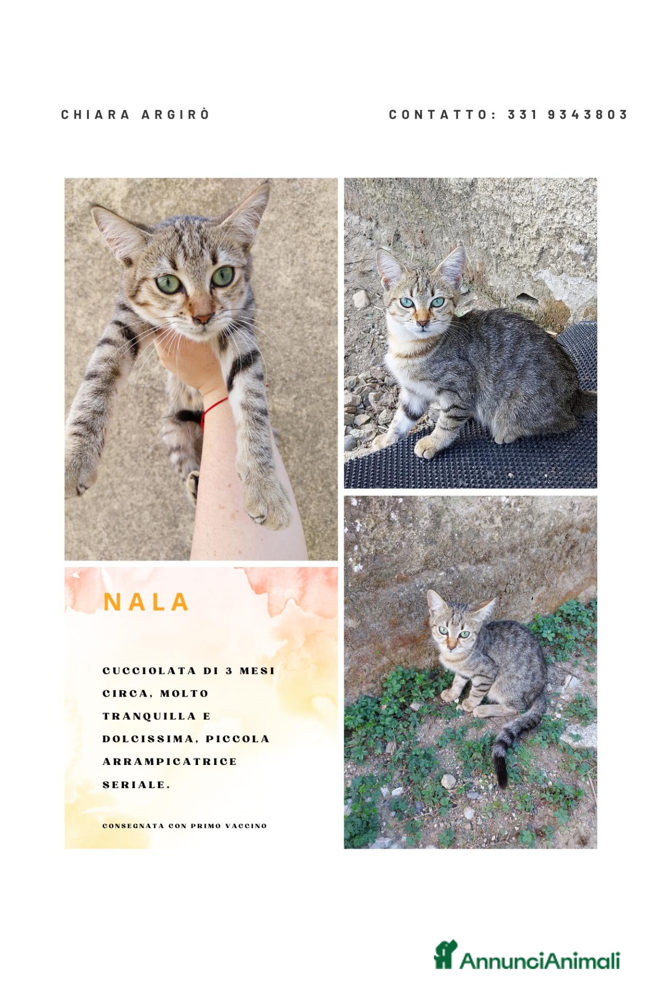 Meticcio gatti Regalo cuccioli, 1 maschio e 2 femmine - Annuncio 3