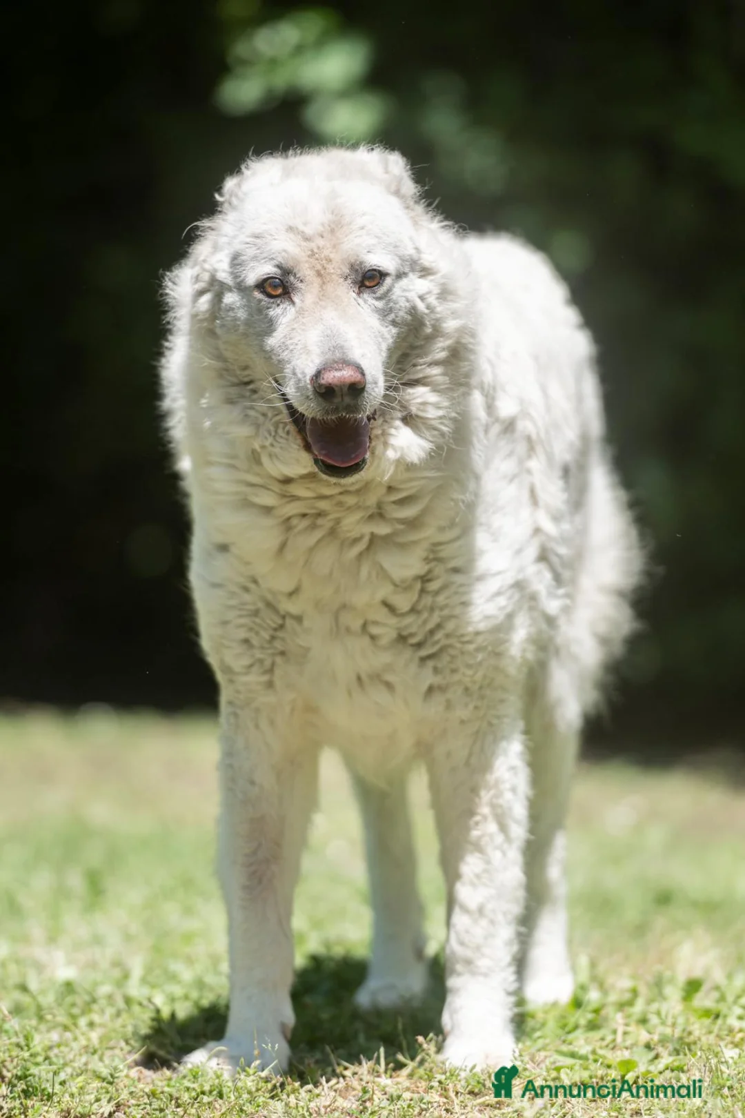 Meticcio cani in regalo: MINERVA UNA VITA DI STENTI, IN ADOZIONE - Annuncio 2