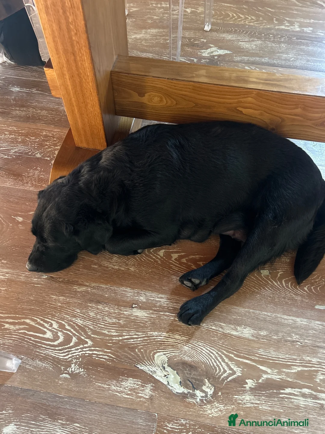 Labrador cani in vendita: Vendesi Labrador  a Provincia di Perugia - Annuncio 1
