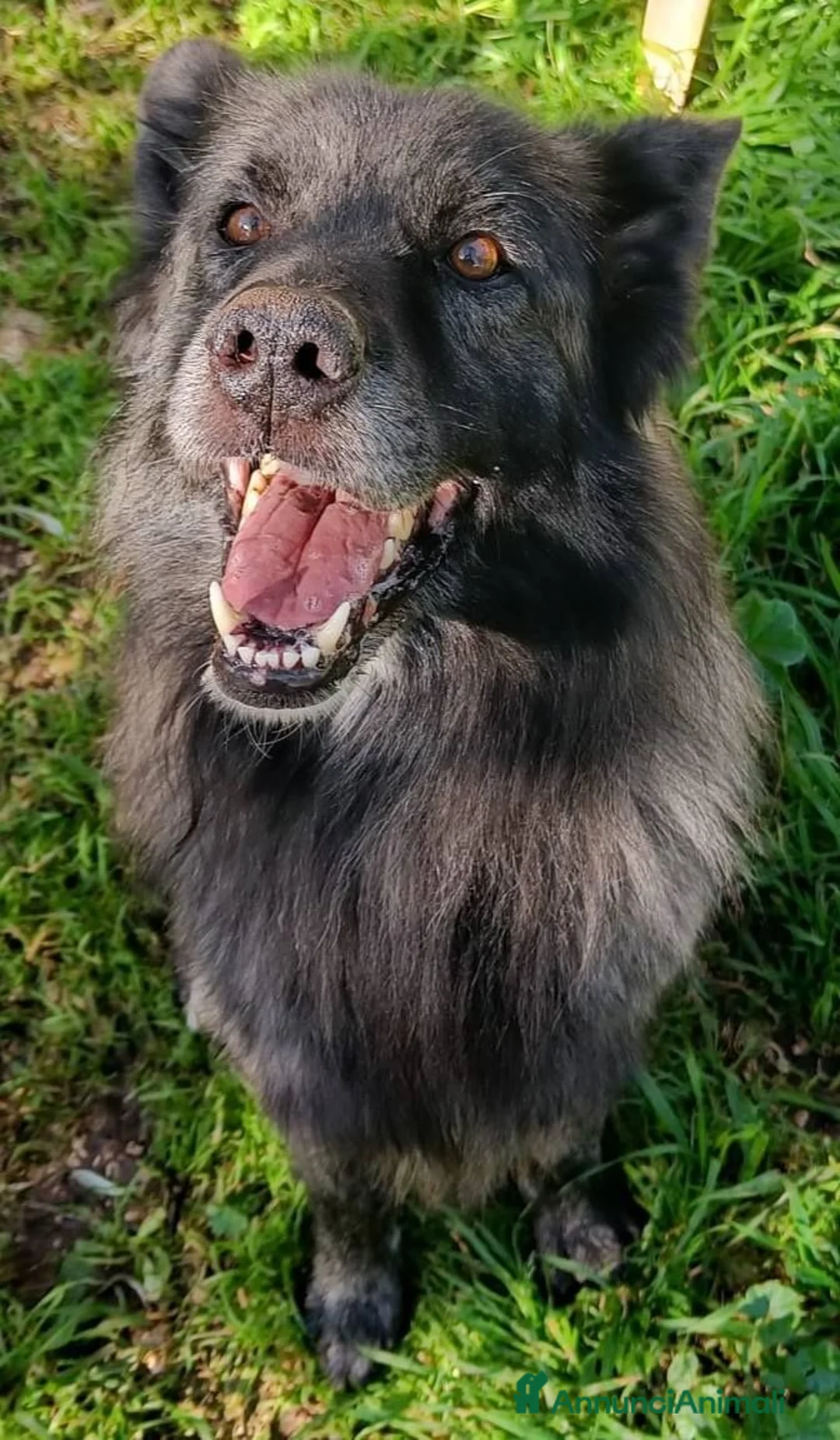 Meticcio cani in regalo: Markus bellissimo mix pastore belga a Città metropolitana di Milano - Annuncio 1