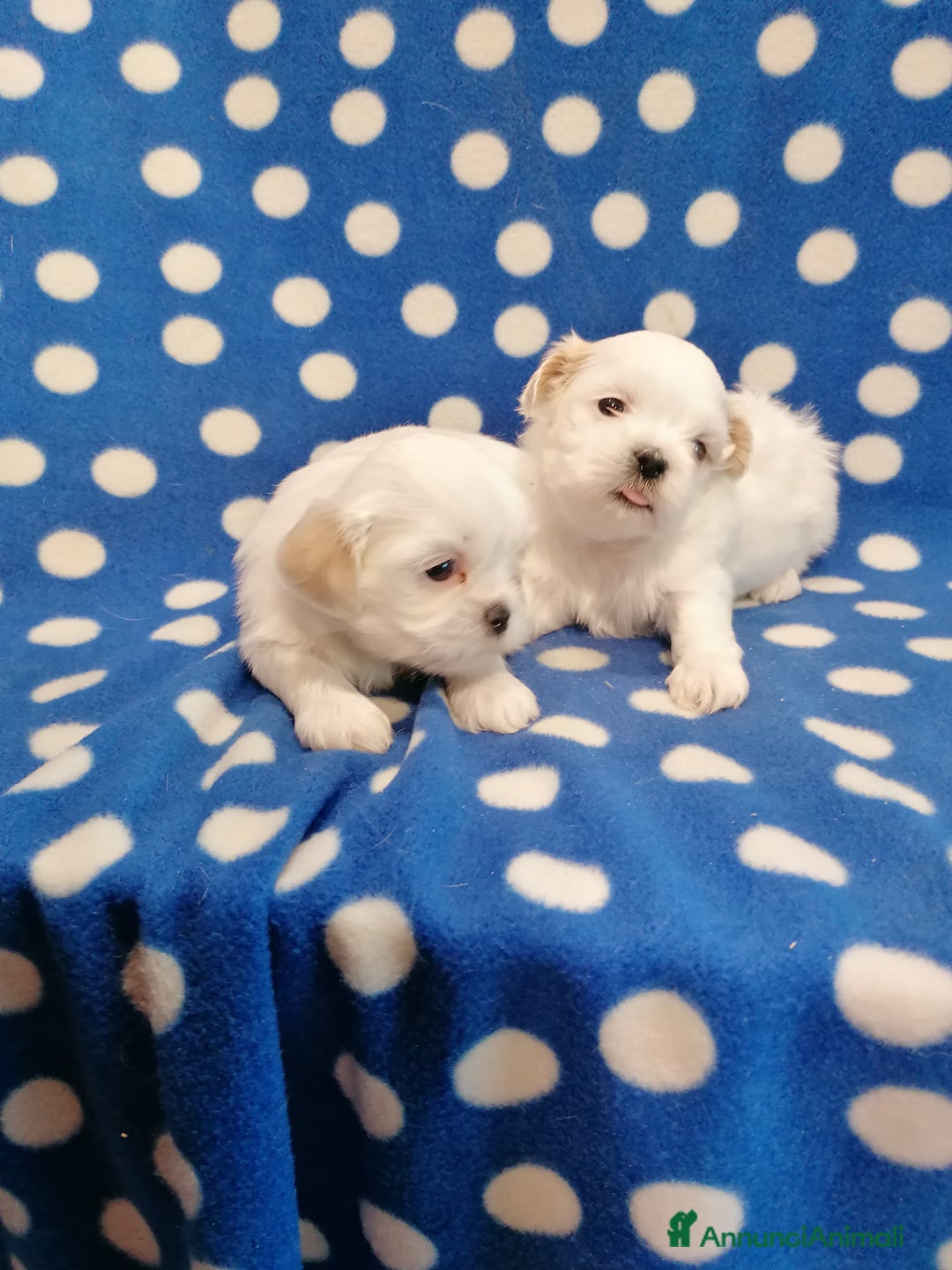 Shih Tzu cani in vendita: Shih Tzu cuccioli bianchi - Annuncio 4