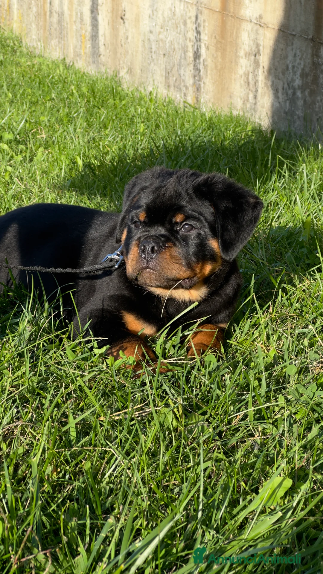 Immagine della galleria {{count}}