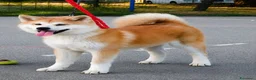 Akita Inu cani in vendita: Cuccioli Akita Inu – disponibili ancora 3 cuccioli - Annuncio 15