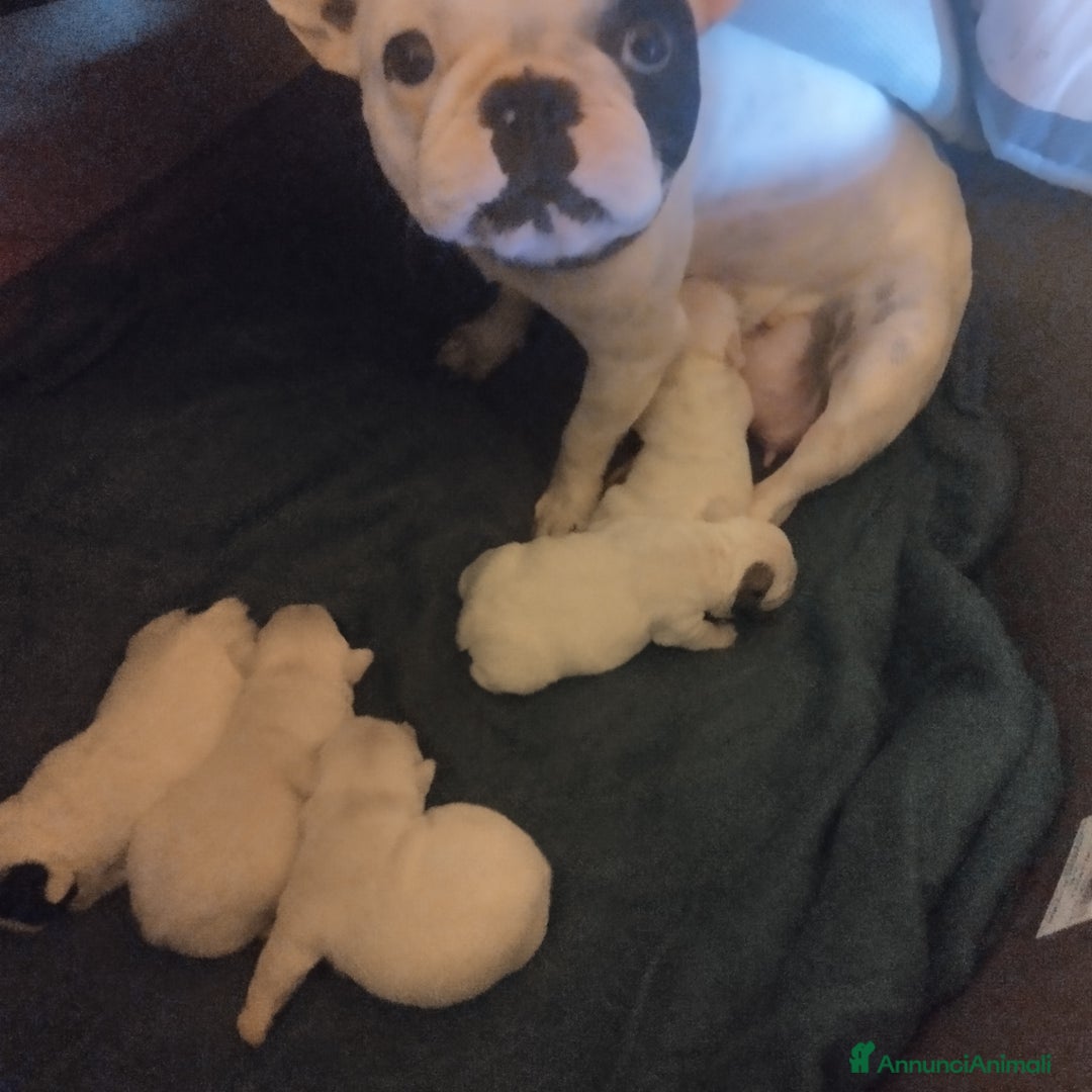 Bulldog Francese cani in vendita: Vendo - Annuncio 1