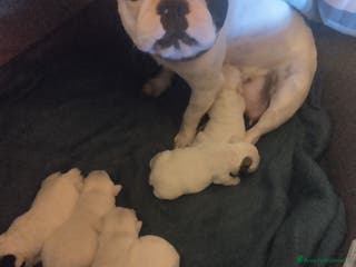 Bulldog Francese cani Vendo - Annuncio 42