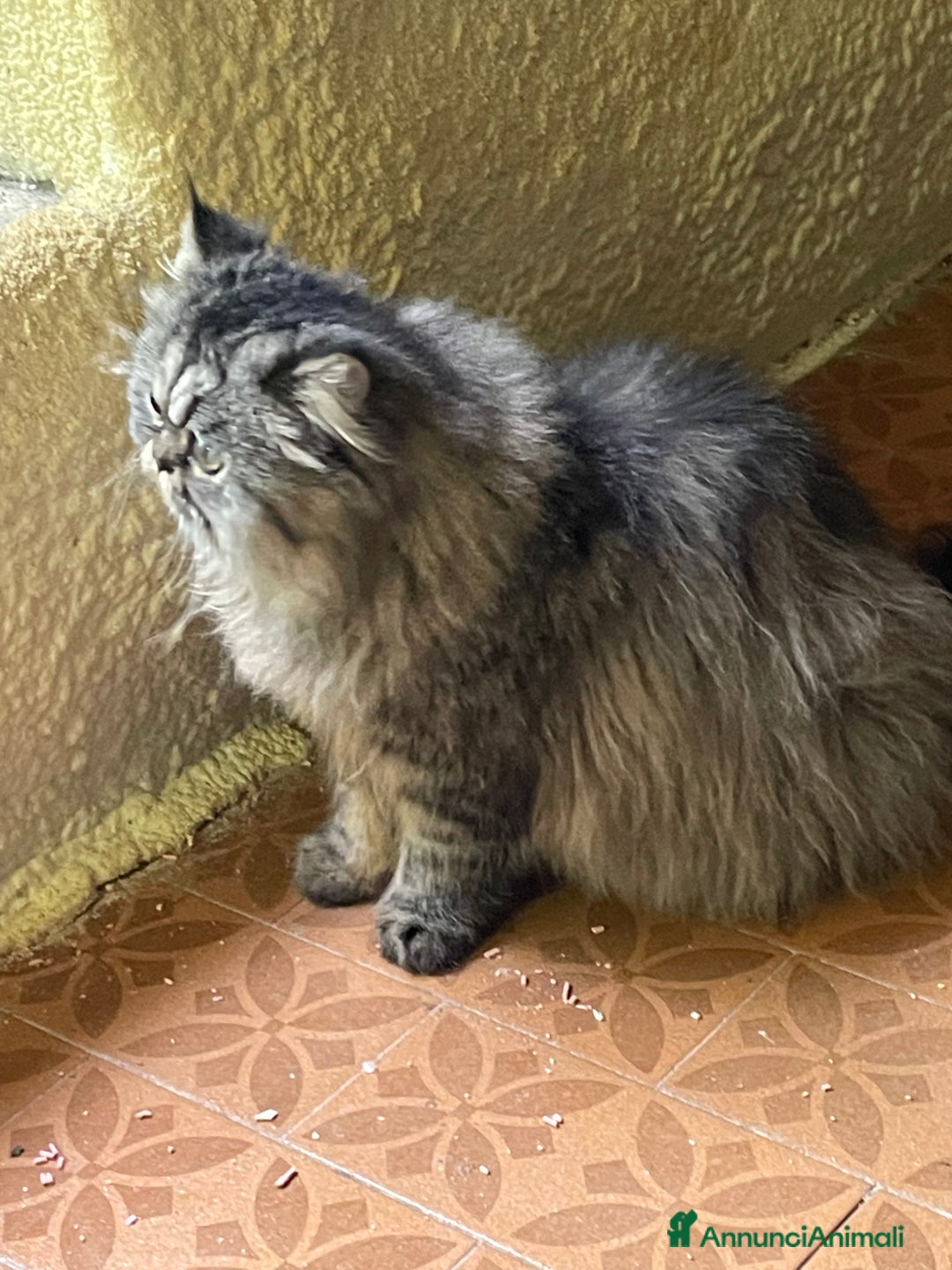Persiano gatti in vendita: gatto persiano tabby con pedigree - Annuncio 10