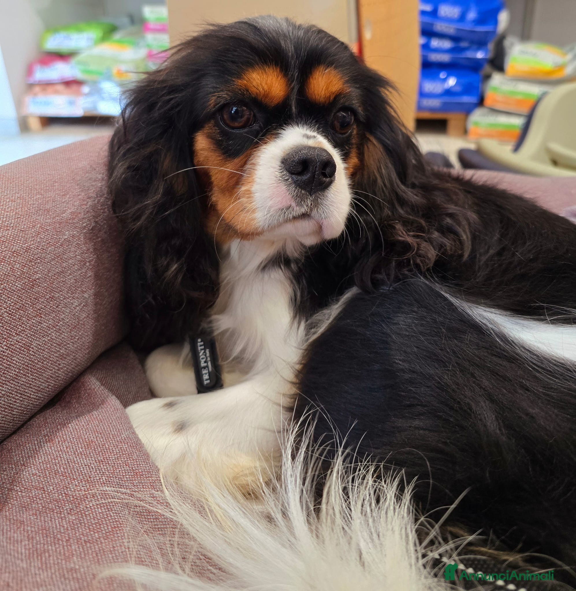 Cavalier King cani Cuccioli di Cavalier King Charles Spaniel - Annuncio 1