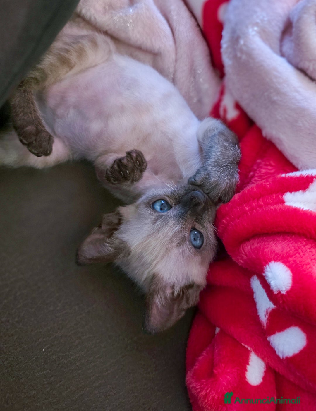 Bengala gatti in vendita: Cucciolo maschio gatto bengala  - Annuncio 5