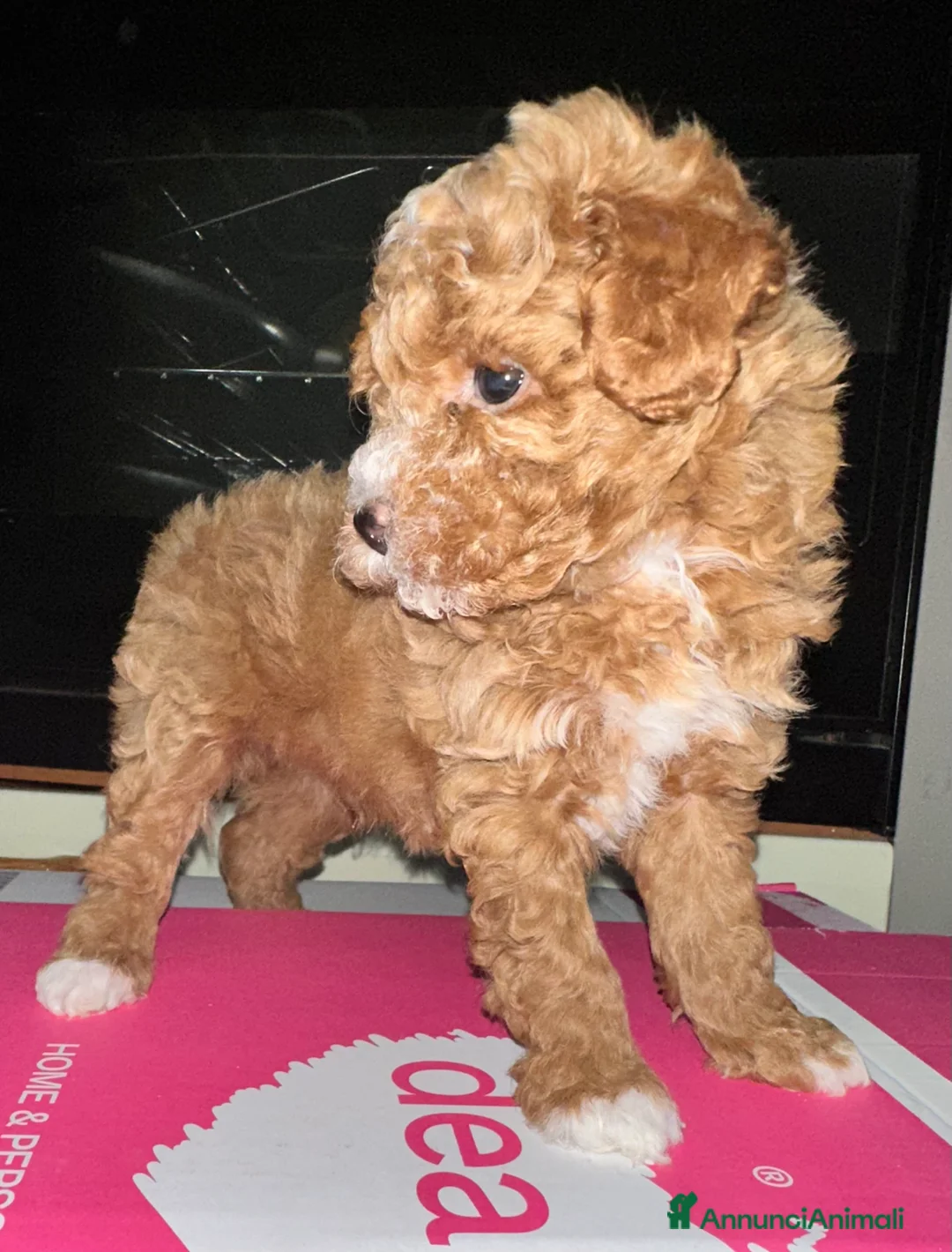 Barboncino Toy cani in vendita: Barboncini Toy  - Annuncio 7