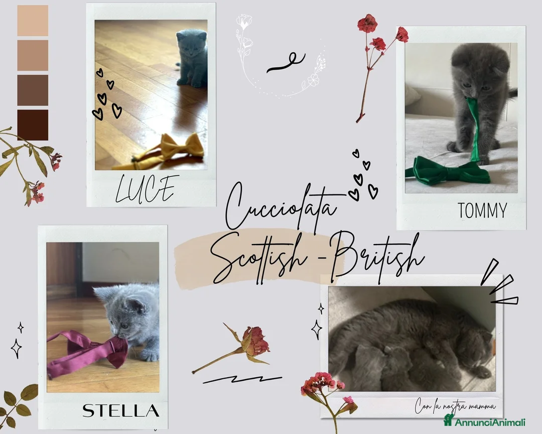 Scottish gatti in vendita: Cucciolata Scottish-British - Annuncio 1