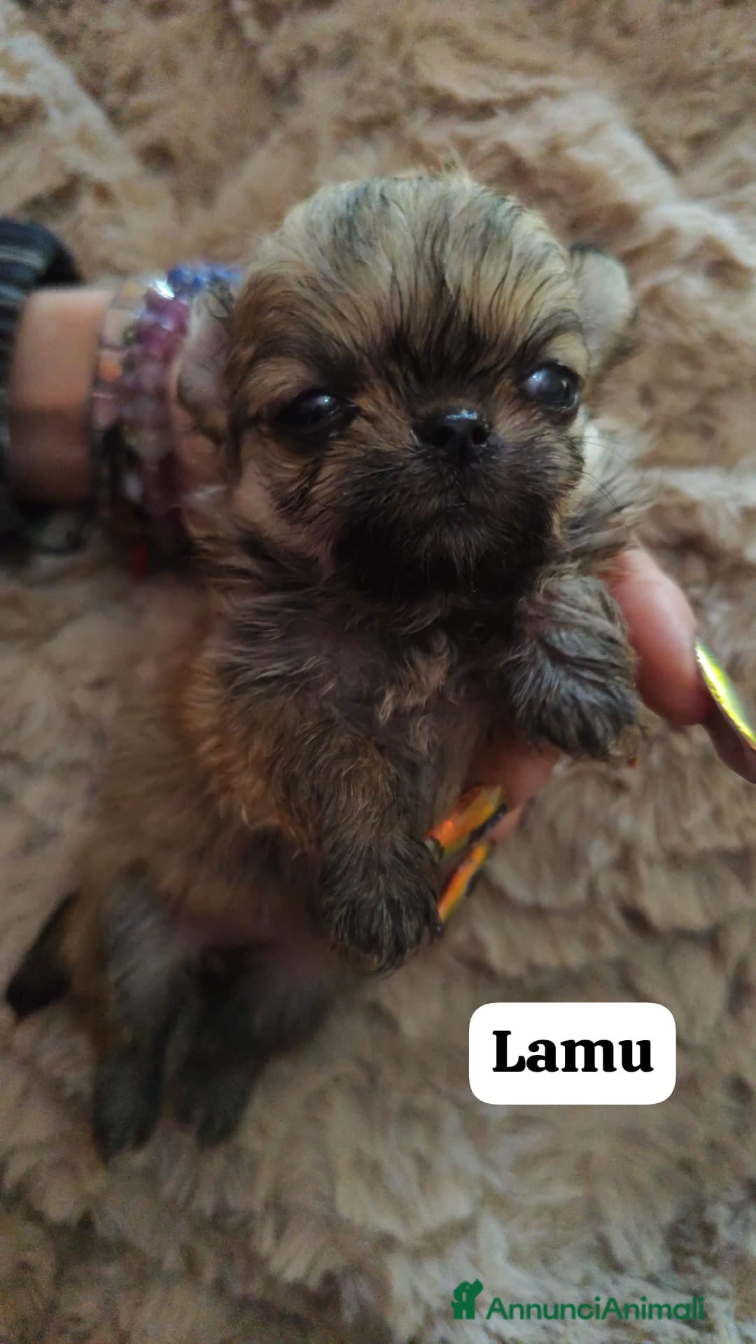 Chihuahua cani in vendita: Cuccioli chiuhahua  - Annuncio 1