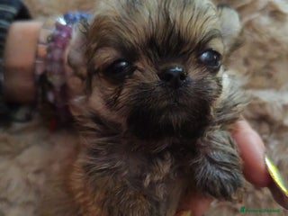 Chihuahua cani Cuccioli chiuhahua - Annuncio 39