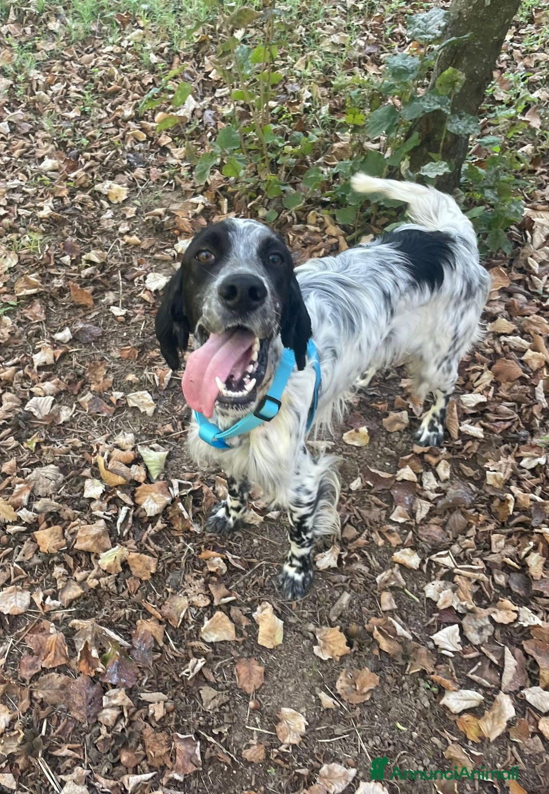 Setter Inglese cani in regalo: PLUTO Setter Inglese di 3 anni - Annuncio 2