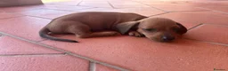 Bassotto cani in vendita: Bassotto pelo raso marrone a Provincia di Latina - Annuncio 6